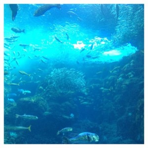 ネイリストの求人情報 東京 水族館