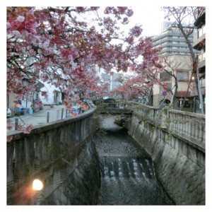 ネイリストの求人情報 東京版 桜