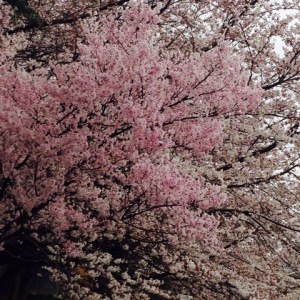 ネイリストの求人情報 東京版 桜