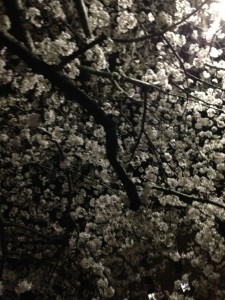 ネイリストの求人情報 東京版 夜桜